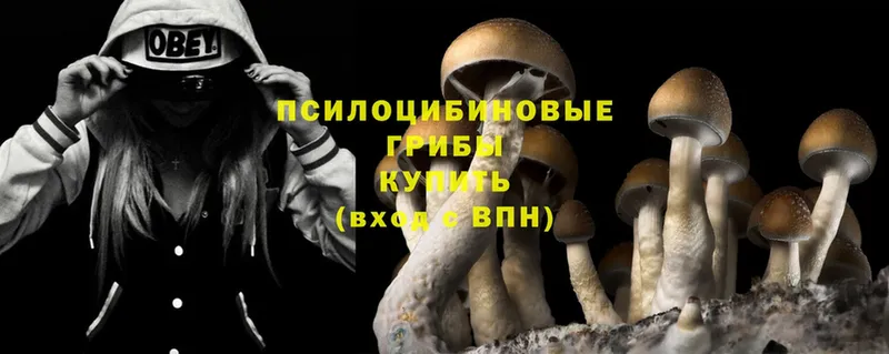 Галлюциногенные грибы Psilocybine cubensis  Глазов 